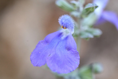 Salvia similis