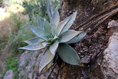 Dudleya rubens