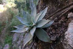 Dudleya rubens