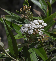 Ozothamnus stirlingii