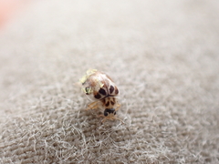 Hesperomyces virescens