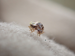 Hesperomyces virescens