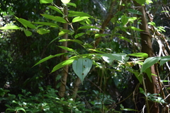 Miconia dentata