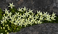 Stackhousia pulvinaris