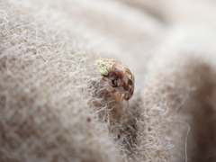Hesperomyces virescens