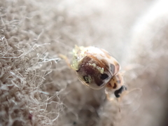 Hesperomyces virescens