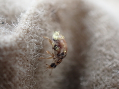 Hesperomyces virescens