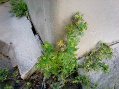 Magnoliopsida