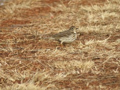 Anthus rubescens japonicus