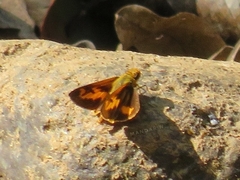 Oriens goloides