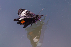 Psychomorpha epimenis