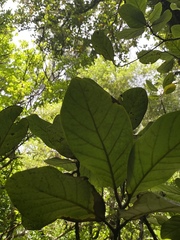 Beilschmiedia tarairi