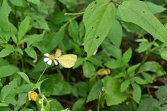 Eurema