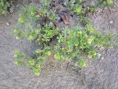 Angiospermae