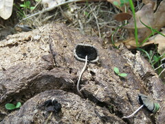 Setulosi