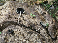 Setulosi