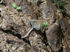 Setulosi