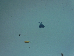 Pollanisus lithopastus