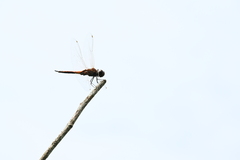 Tramea transmarina
