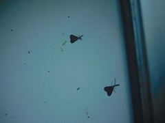 Pollanisus lithopastus