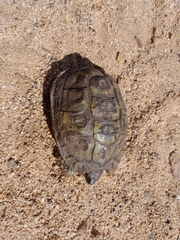 Homopus areolatus