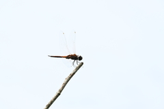 Tramea transmarina