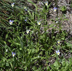 Viola arvensis