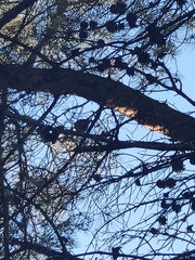 Phoenicurus ochruros