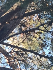 Phoenicurus ochruros