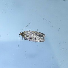 Hofmannophila pseudospretella