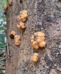Hypocreopsis rhododendri