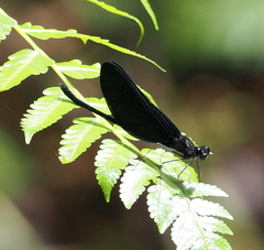 Matronoides cyaneipennis