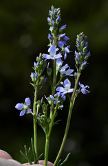 Veronica nivea