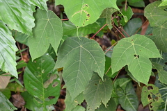Macaranga bancana