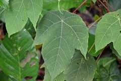 Macaranga bancana