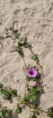 Ipomoea pes-caprae