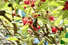 Aethopyga christinae