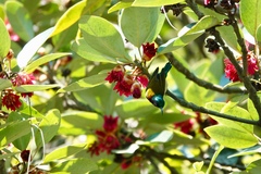 Aethopyga christinae