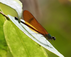 Matronoides cyaneipennis