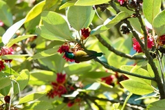 Aethopyga christinae