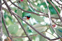 Aethopyga christinae