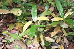 Calophyllum wallichianum