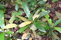 Calophyllum wallichianum