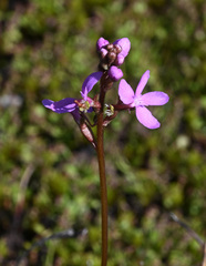 Stylidium montanum