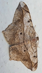 Chiasmia simplicilinea