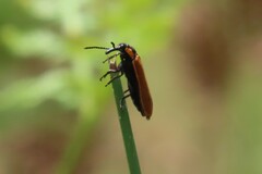 Rhinotia haemoptera