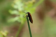 Rhinotia haemoptera