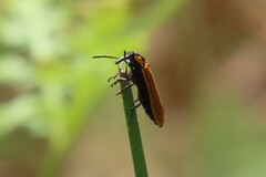 Rhinotia haemoptera