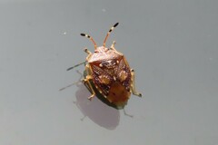 Anischys luteovarius