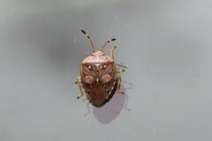 Anischys luteovarius